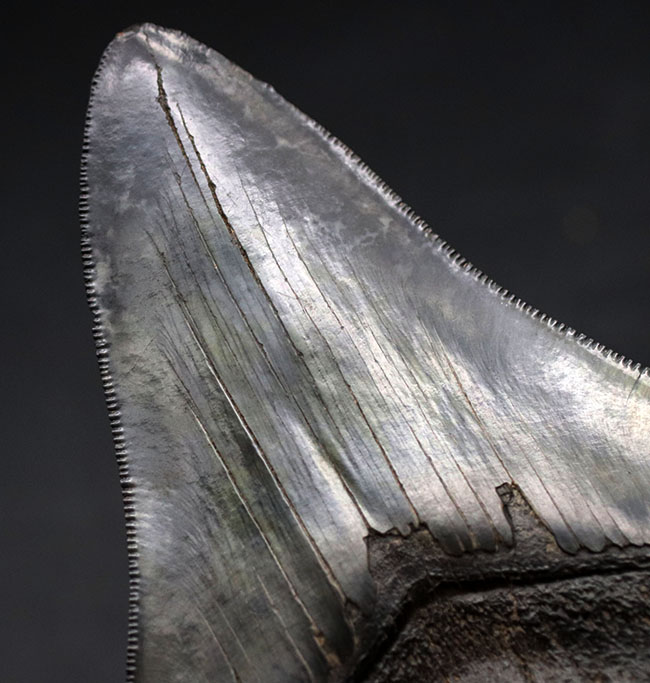 ザ・パーフェクト、オールナチュラル、極めて上質なメガロドン（Carcharodon megalodon）の歯化石（その5）