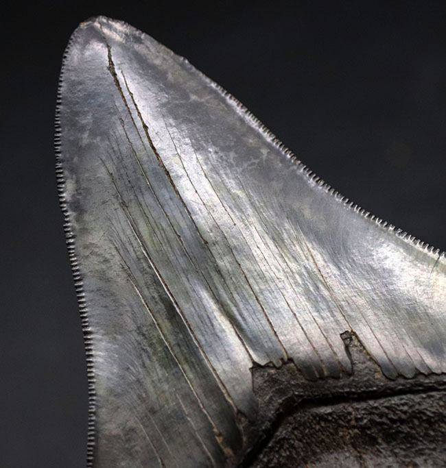 ザ・パーフェクト、オールナチュラル、極めて上質なメガロドン(Carcharodon megalodon)の歯化石(その5)