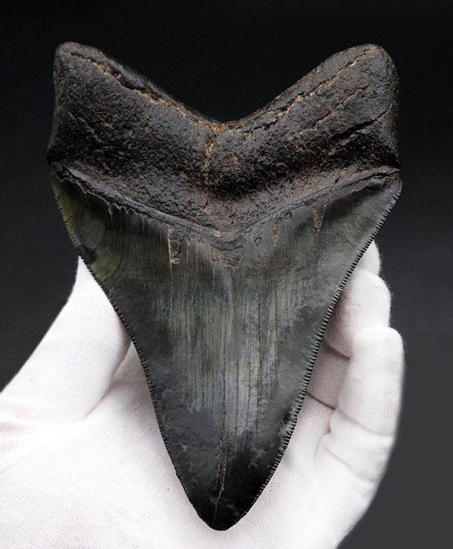 ザ・パーフェクト、オールナチュラル、極めて上質なメガロドン（Carcharodon megalodon）の歯化石（その7）
