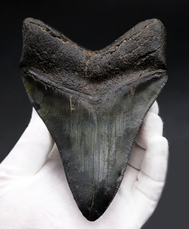 ザ・パーフェクト、オールナチュラル、極めて上質なメガロドン(Carcharodon megalodon)の歯化石(その7)
