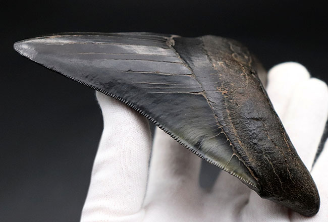 ザ・パーフェクト、オールナチュラル、極めて上質なメガロドン(Carcharodon megalodon)の歯化石(その8)