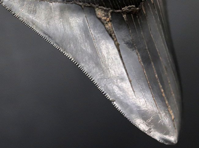 ザ・パーフェクト、オールナチュラル、極めて上質なメガロドン(Carcharodon megalodon)の歯化石(その9)