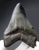 ザ・パーフェクト、オールナチュラル、極めて上質なメガロドン（Carcharodon megalodon）の歯化石