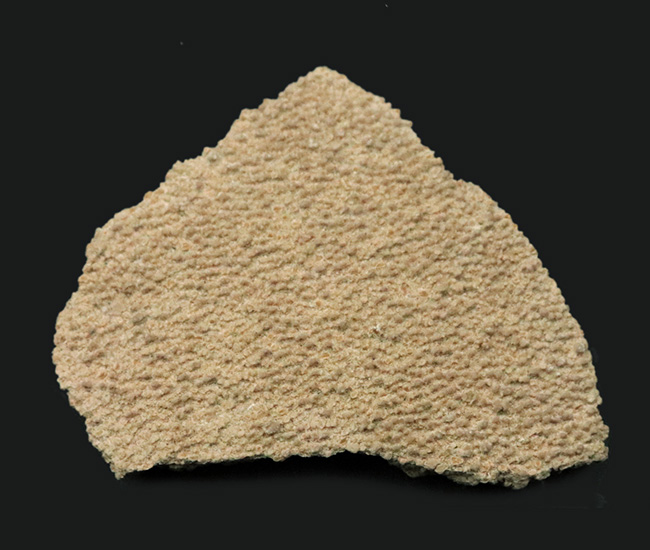 南米アルゼンチンの白亜紀の地層で採集された竜脚形類、サルタサウルス(Saltasaurus)の卵の殻の化石(その1)