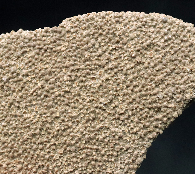 恐竜 化石 白亜紀 竜脚類 サルタサウルスの卵殻 貴重品 標本 原石 鉱物 [