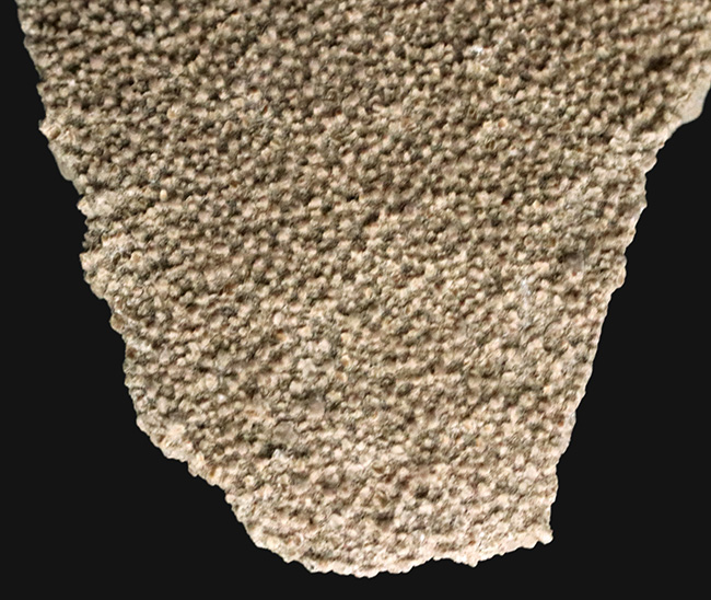 南米アルゼンチンの白亜紀の地層で採集された竜脚形類、サルタサウルス