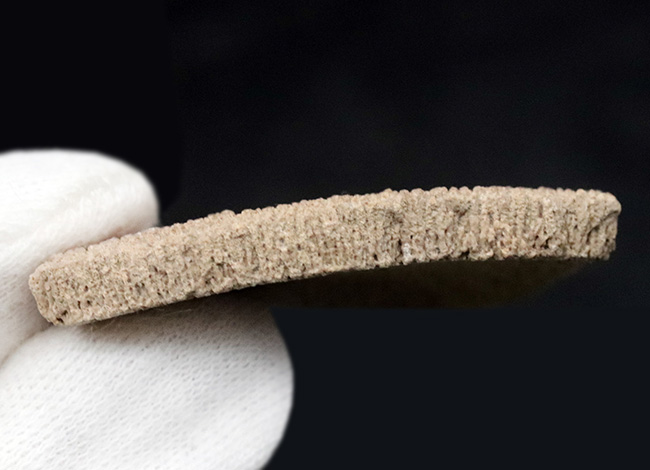 南米アルゼンチンの白亜紀の地層で採集された竜脚形類、サルタサウルス(Saltasaurus)の卵の殻の化石(その6)