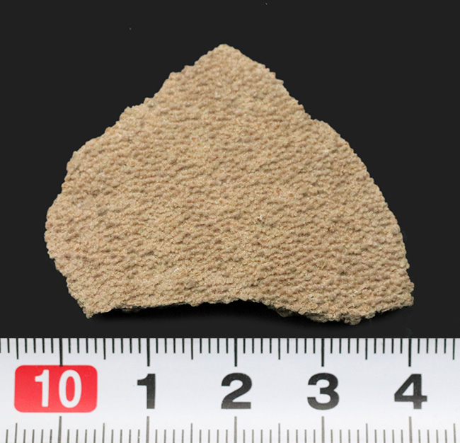 南米アルゼンチンの白亜紀の地層で採集された竜脚形類、サルタサウルス(Saltasaurus)の卵の殻の化石(その7)