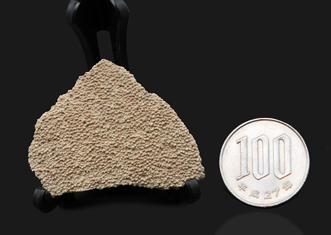 南米アルゼンチンの白亜紀の地層で採集された竜脚形類、サルタサウルス