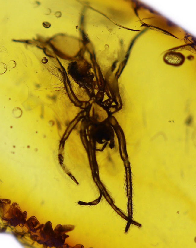 透明度高い!およそ4000万年前に生息していたクモを内包したバルト海産の虫入り琥珀(Amber)(その1)