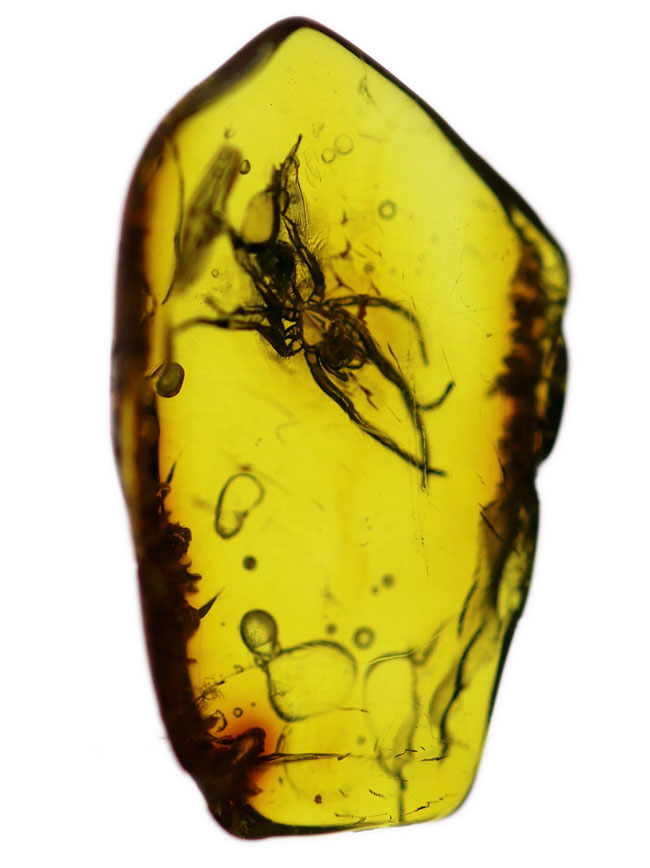 透明度高い!およそ4000万年前に生息していたクモを内包したバルト海産の虫入り琥珀(Amber)(その2)