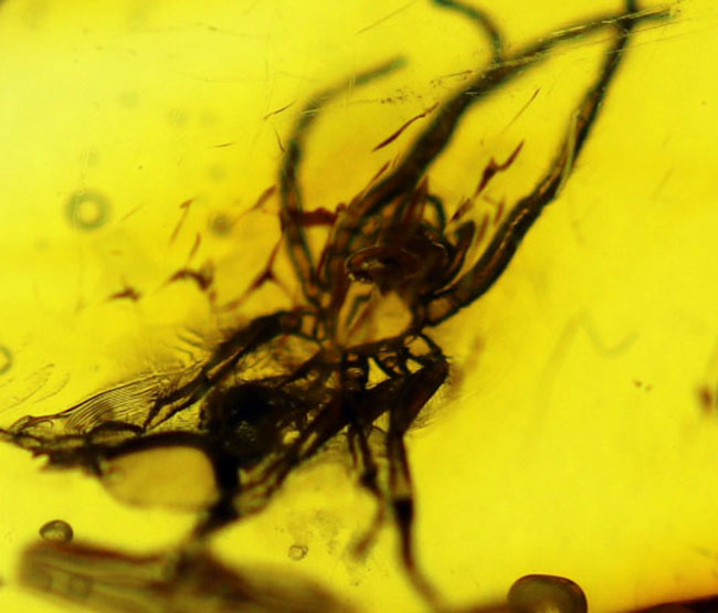 透明度高い！およそ４０００万年前に生息していたクモを内包したバルト海産の虫入り琥珀（Amber）（その3）