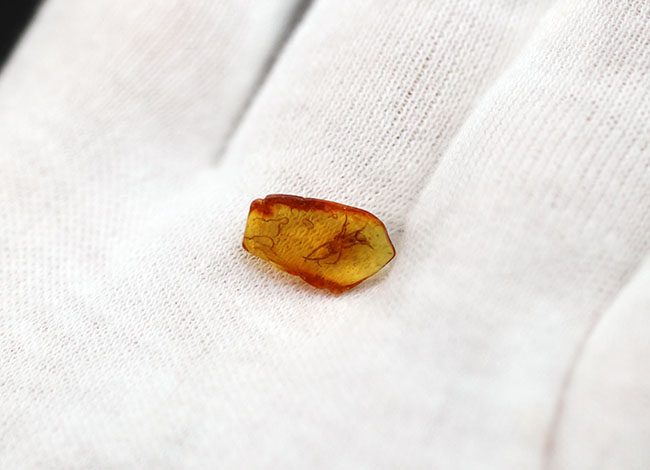 透明度高い!およそ4000万年前に生息していたクモを内包したバルト海産の虫入り琥珀(Amber)(その4)