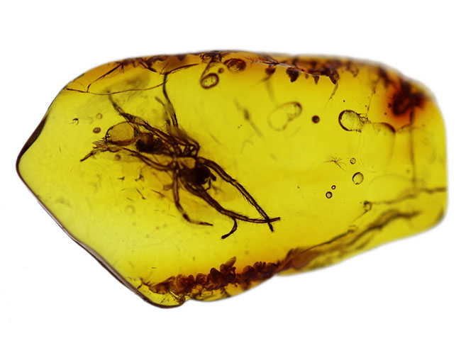 透明度高い！およそ４０００万年前に生息していたクモを内包したバルト海産の虫入り琥珀（Amber）（その5）