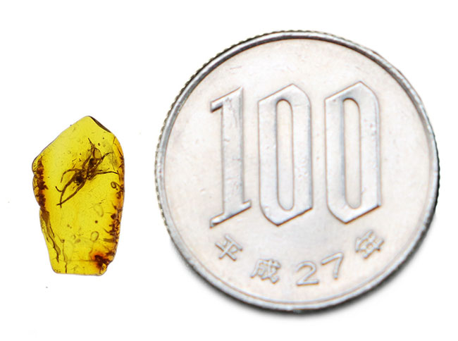 透明度高い!およそ4000万年前に生息していたクモを内包したバルト海産の虫入り琥珀(Amber)(その6)
