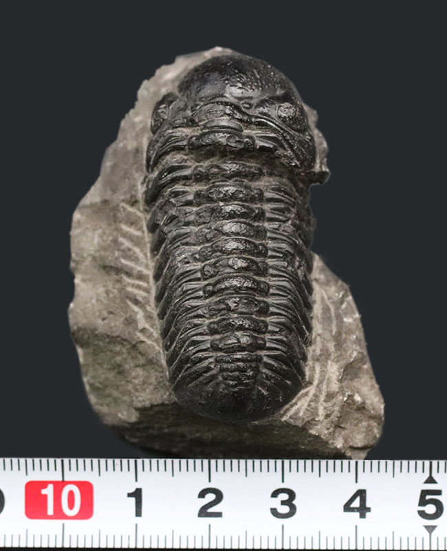 モロッコ産のデボン紀の三葉虫、ファコプスの典型的な化石（その11）