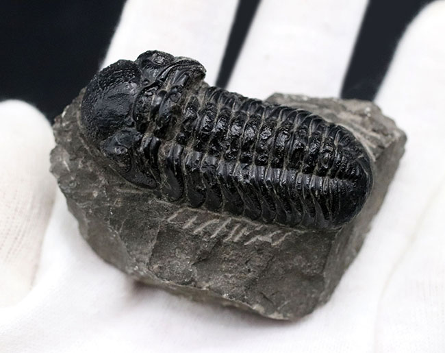 モロッコ産のデボン紀の三葉虫、ファコプスの典型的な化石(その2)