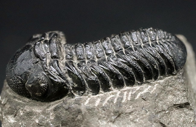 モロッコ産のデボン紀の三葉虫、ファコプスの典型的な化石（その3）