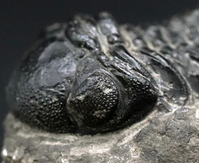 モロッコ産のデボン紀の三葉虫、ファコプスの典型的な化石（その4）