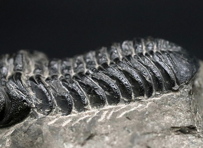 モロッコ産のデボン紀の三葉虫、ファコプスの典型的な化石（その5）