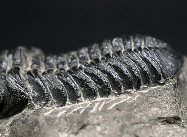 モロッコ産のデボン紀の三葉虫、ファコプスの典型的な化石(その5)
