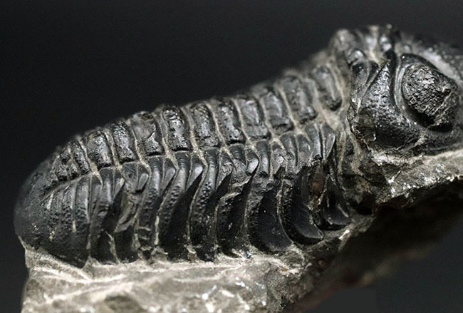 モロッコ産のデボン紀の三葉虫、ファコプスの典型的な化石（その7）