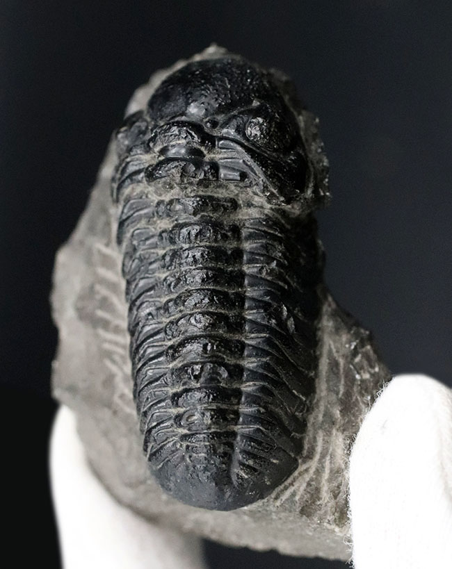 モロッコ産のデボン紀の三葉虫、ファコプスの典型的な化石（その8）