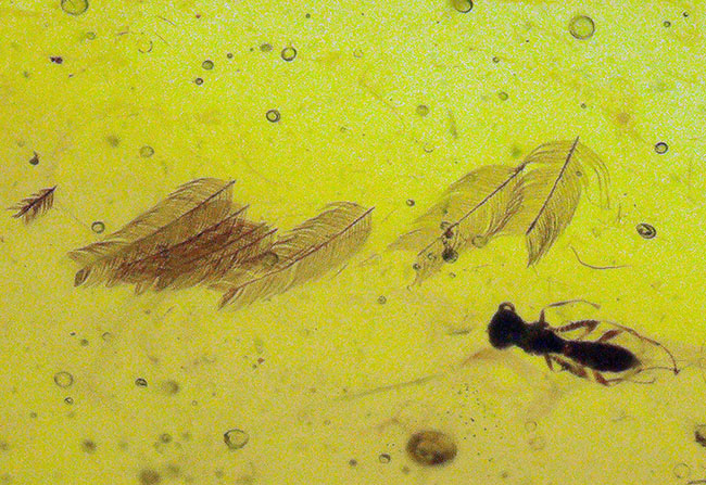 何者か」の「羽毛」が眠る至極の琥珀！ 約1億年前、恐竜時代の