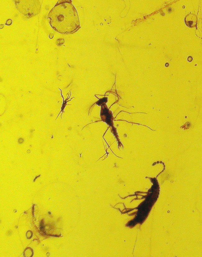 何者か」の「羽毛」が眠る至極の琥珀！ 約1億年前、恐竜時代の神秘が