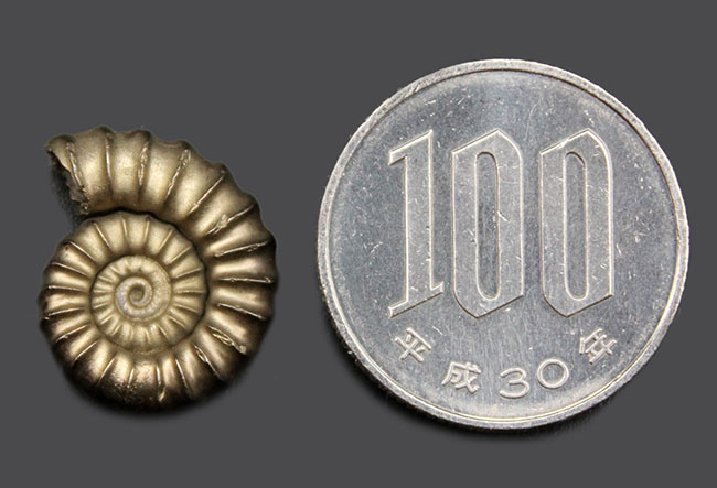 パーフェクト!イングランド産の黄鉄鉱化アンモナイト、ゴールデン・プロミクロセラス(Promicroceras)の化石。(その8)