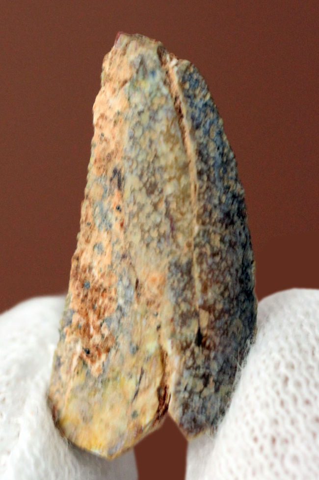 およそ１億年前の北アフリカに生息していたアベリサウルス科の歯化石。専用ケース付き。（その5）