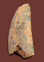 およそ１億年前の北アフリカに生息していたアベリサウルス科の歯化石。専用ケース付き。
