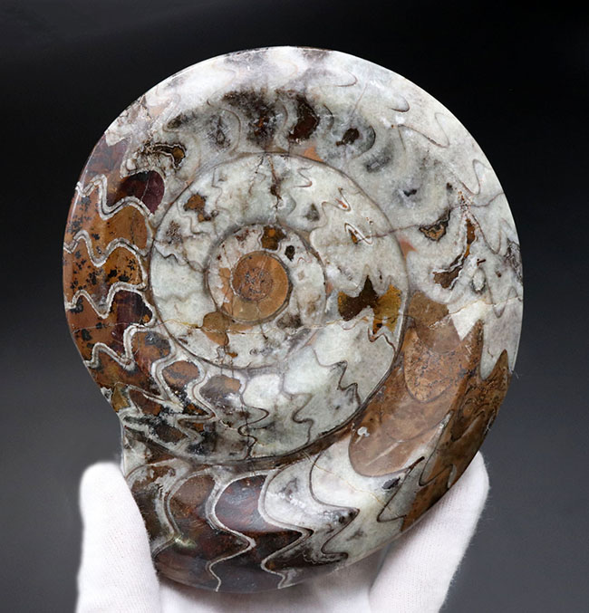 美品！直径最大部１４０ミリの大型標本、アンモナイトの祖先、ゴニアタイト（Goniatite）化石（その1）