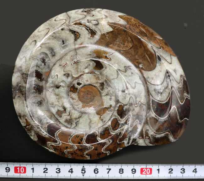 美品！直径最大部１４０ミリの大型標本、アンモナイトの祖先、ゴニアタイト（Goniatite）化石（その11）