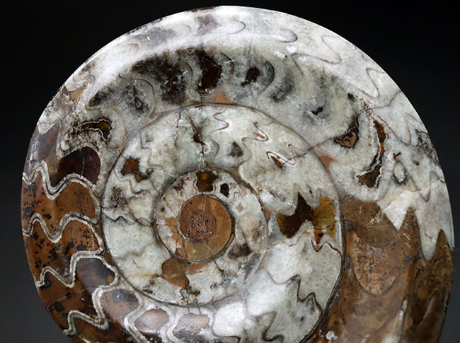 美品！直径最大部１４０ミリの大型標本、アンモナイトの祖先、ゴニアタイト（Goniatite）化石（その3）