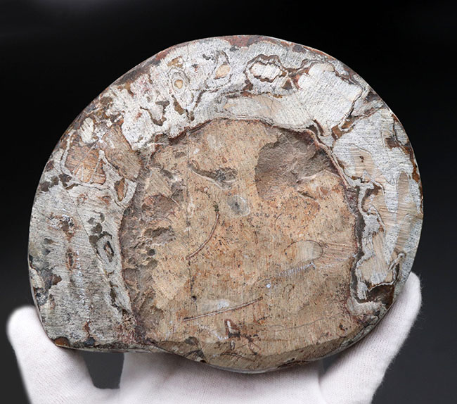 美品！直径最大部１４０ミリの大型標本、アンモナイトの祖先、ゴニアタイト（Goniatite）化石（その8）
