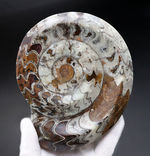 美品！直径最大部１４０ミリの大型標本、アンモナイトの祖先、ゴニアタイト（Goniatite）化石