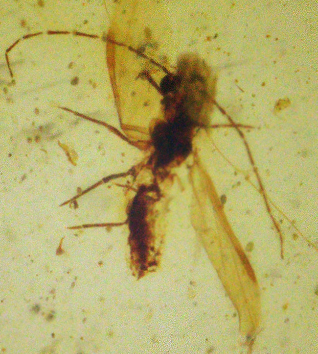 透明度が高く、光があたると煌々と輝き出す、非常に美しいバーマイト（Burmite）。内部の虫も見つけやすく、観察する楽しみも味わえます。（その1）