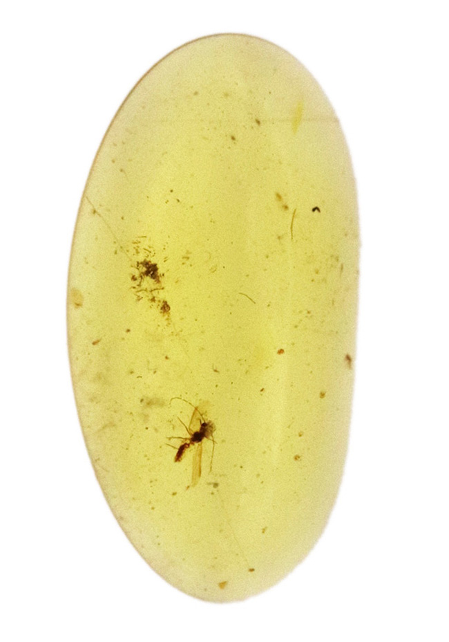 透明度が高く、光があたると煌々と輝き出す、非常に美しいバーマイト（Burmite）。内部の虫も見つけやすく、観察する楽しみも味わえます。（その2）