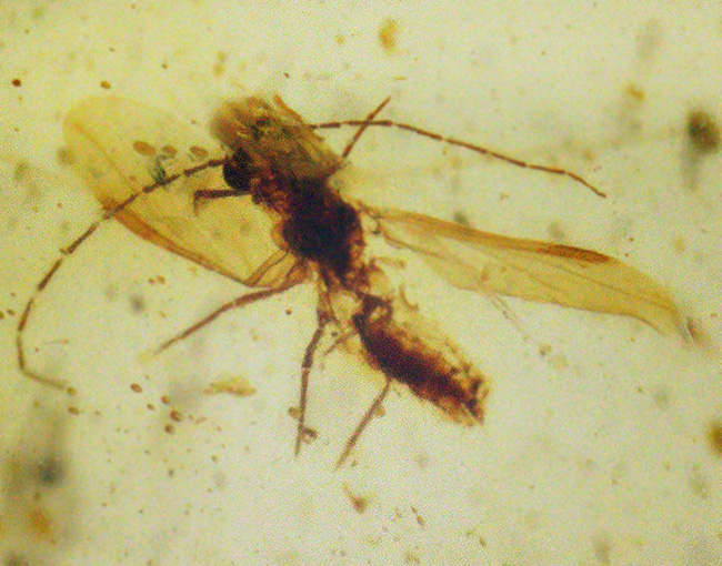 透明度が高く、光があたると煌々と輝き出す、非常に美しいバーマイト（Burmite）。内部の虫も見つけやすく、観察する楽しみも味わえます。（その3）