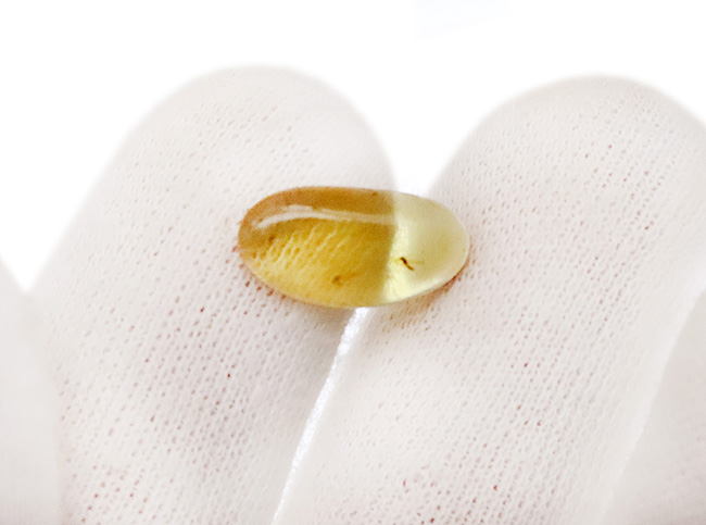 透明度が高く、光があたると煌々と輝き出す、非常に美しいバーマイト（Burmite）。内部の虫も見つけやすく、観察する楽しみも味わえます。（その4）