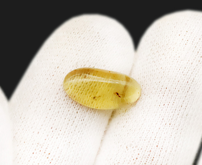 透明度が高く、光があたると煌々と輝き出す、非常に美しいバーマイト（Burmite）。内部の虫も見つけやすく、観察する楽しみも味わえます。（その5）