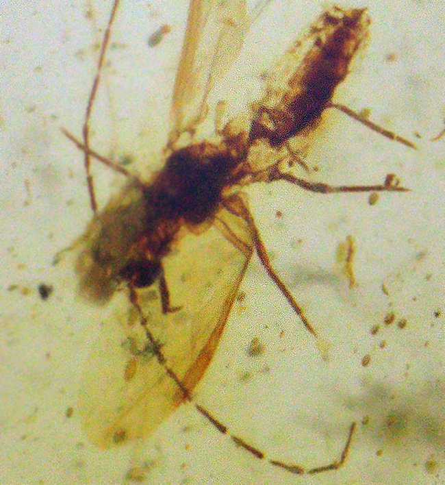 透明度が高く、光があたると煌々と輝き出す、非常に美しいバーマイト（Burmite）。内部の虫も見つけやすく、観察する楽しみも味わえます。（その6）