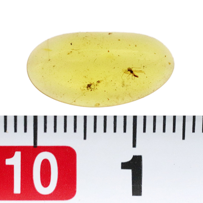 透明度が高く、光があたると煌々と輝き出す、非常に美しいバーマイト（Burmite）。内部の虫も見つけやすく、観察する楽しみも味わえます。（その7）