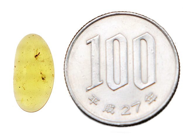 透明度が高く、光があたると煌々と輝き出す、非常に美しいバーマイト（Burmite）。内部の虫も見つけやすく、観察する楽しみも味わえます。（その8）