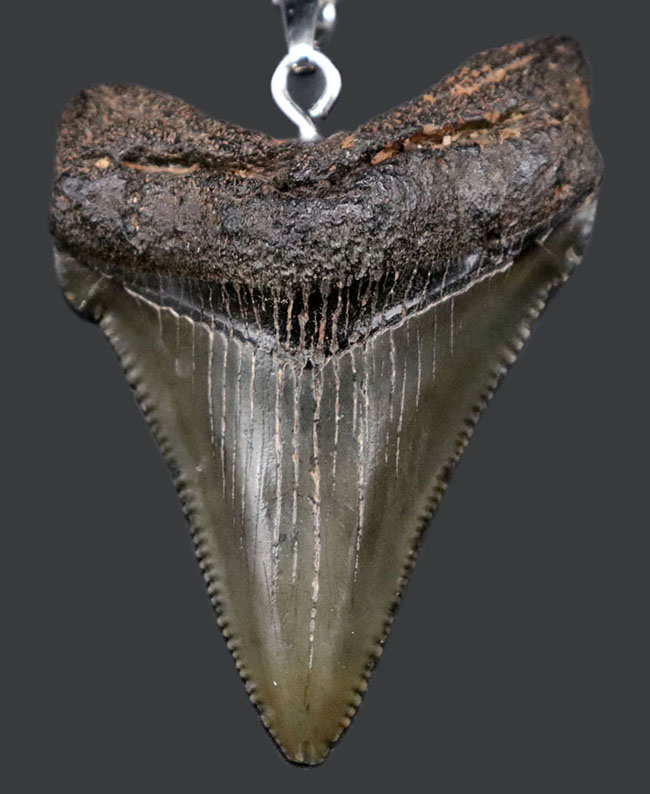 コレクショングレードの標本を使用!鋭いセレーションを備えた上質のメガロドン(Carcharocles megalodon)の歯化石を使ったペンダントトップ(高級ジュエリーケース、革紐、シルバーチェーン付き)(その1)