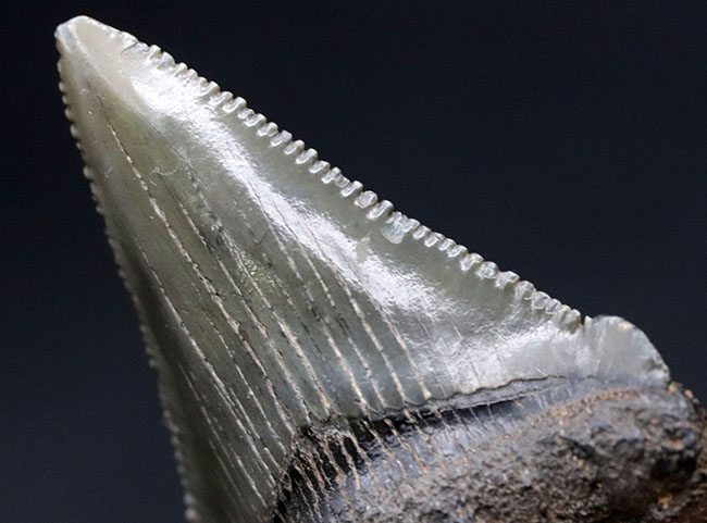 コレクショングレードの標本を使用！鋭いセレーションを備えた上質のメガロドン（Carcharocles megalodon）の歯化石を使ったペンダントトップ（高級ジュエリーケース、革紐、シルバーチェーン付き）（その10）