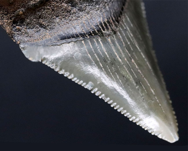 コレクショングレードの標本を使用!鋭いセレーションを備えた上質のメガロドン(Carcharocles megalodon)の歯化石を使ったペンダントトップ(高級ジュエリーケース、革紐、シルバーチェーン付き)(その11)