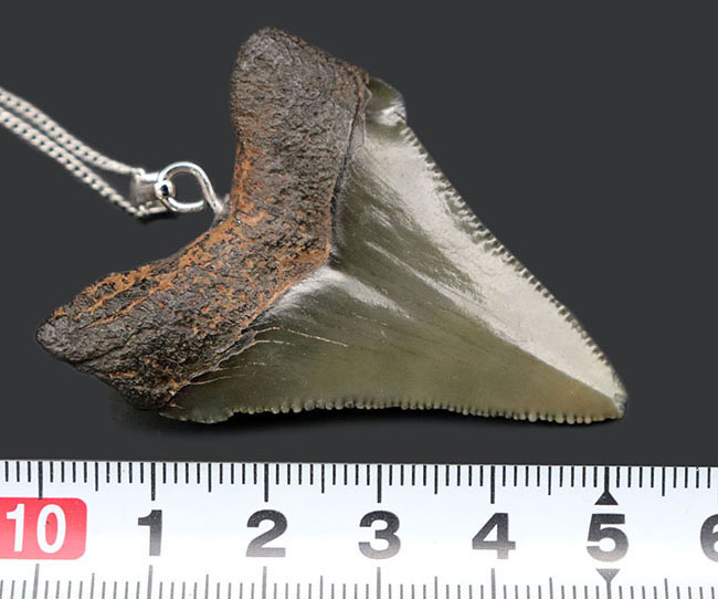 コレクショングレードの標本を使用!鋭いセレーションを備えた上質のメガロドン(Carcharocles megalodon)の歯化石を使ったペンダントトップ(高級ジュエリーケース、革紐、シルバーチェーン付き)(その12)