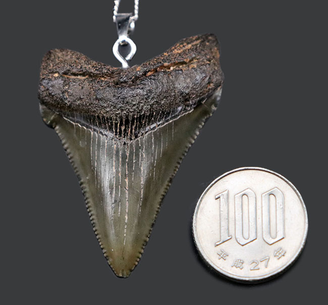 コレクショングレードの標本を使用！鋭いセレーションを備えた上質のメガロドン（Carcharocles megalodon）の歯化石を使ったペンダントトップ（高級ジュエリーケース、革紐、シルバーチェーン付き）（その13）